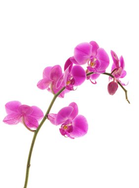 Violet orchid isolated clipart