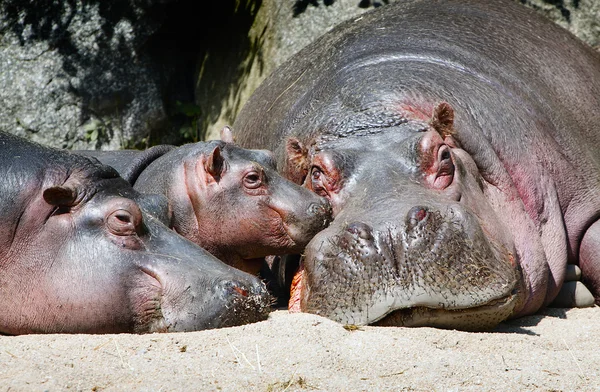 Buona famiglia ippopotamo — Foto Stock