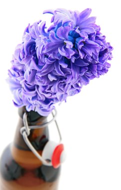 Violet hyacinth isolated clipart