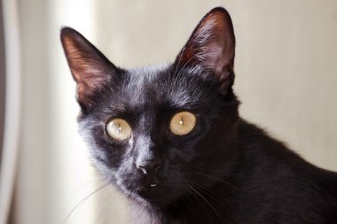 siyah litlle kedi