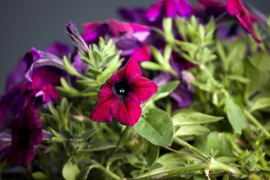 Petunia plant with flowers clipart