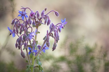 Borage flowers clipart