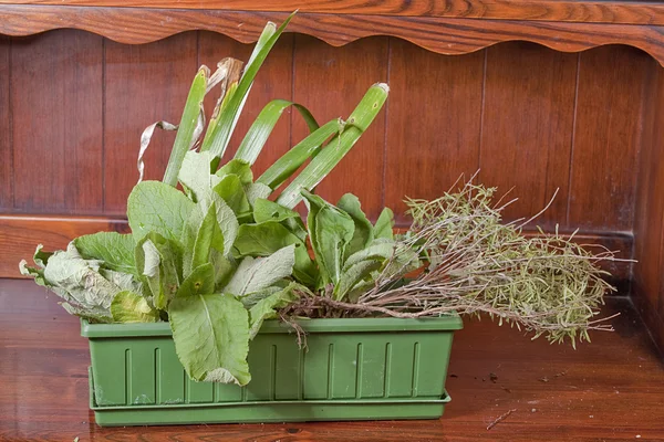 Vase of freshly picked plants — Stock Photo, Image