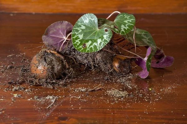 stock image Cyclamen bulb