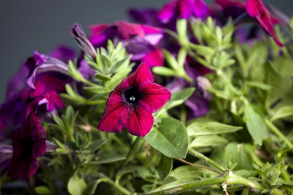 Petunia plant met bloemen — Stockfoto