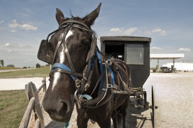 Horse and buggy clipart