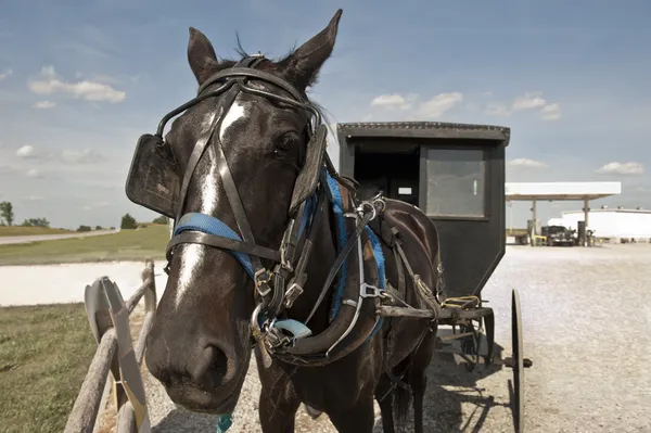 Horse and buggy — Stock Photo, Image