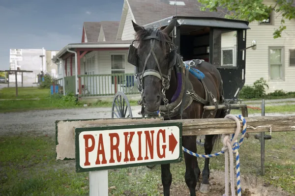 駐車場の馬およびバギー — ストック写真
