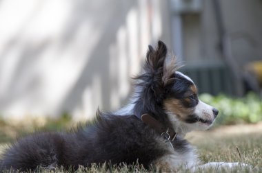 Minyatür Avusturyalı çoban köpeği.