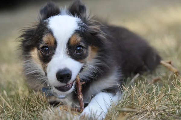 Miniatuur Australische herder puppy — Stockfoto