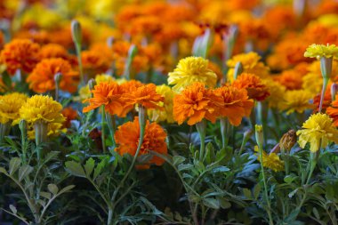 Marigolds clipart