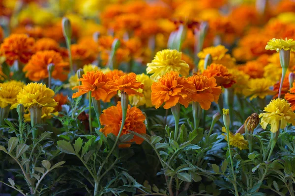 stock image Marigolds