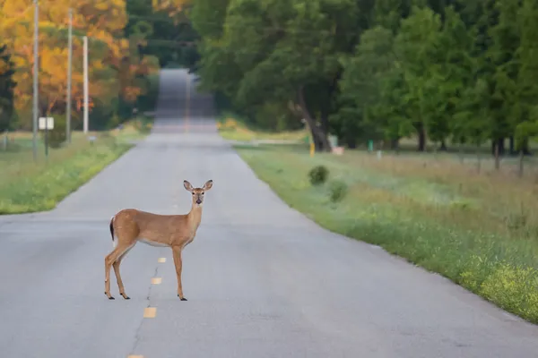 一条路的鹿 — 图库照片