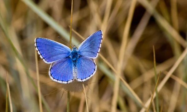 stock image Blue butterfly