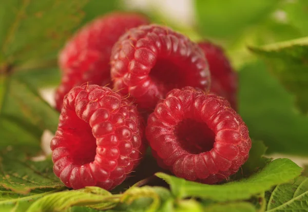 Rasberries — 스톡 사진