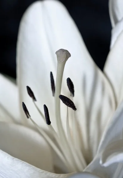 Λευκό Κρινάκι - closeup — Φωτογραφία Αρχείου