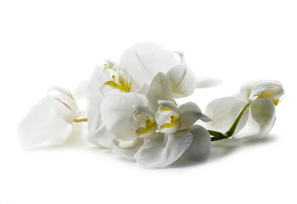 Orquídea branca — Fotografia de Stock