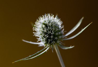 thistle çiçek