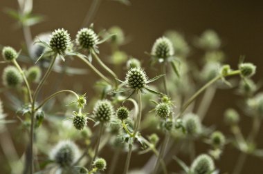 çayır üzerinde çiçeklenme thistle