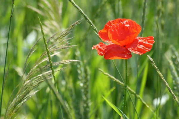 stock image Red poppy