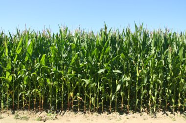 Corn field clipart