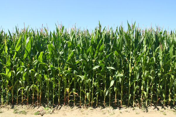 Кукурузное поле

