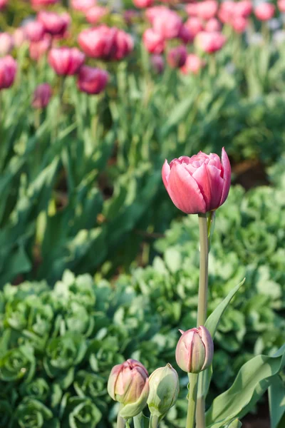 Tulips on flowerbed — Stock Photo, Image