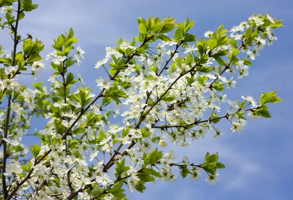 Fruit tree blossom — Stock Photo, Image