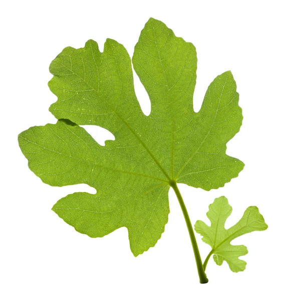 Fig leaf — Stockfoto