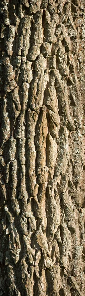 Dekorativní kůra listnatého stromu — Stock fotografie