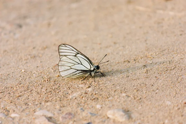 Білий метелик на коричневому піску — стокове фото