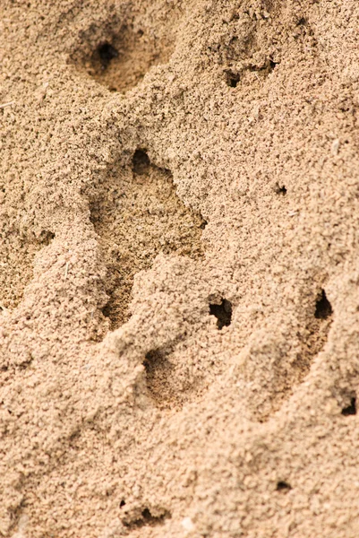 Sandy anthill with holes — Stock Photo, Image