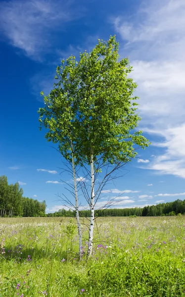 Iki genç ağaç — Stok fotoğraf