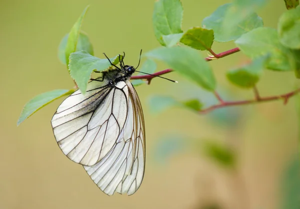 Λευκή πεταλούδα για το κλαδί δέντρου — Φωτογραφία Αρχείου