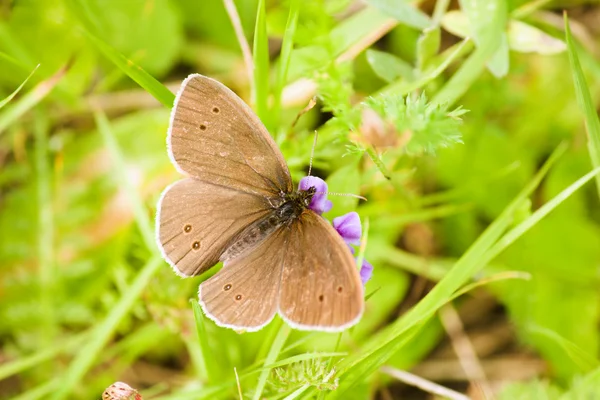 Motýl na pozadí zelené trávy — Stock fotografie