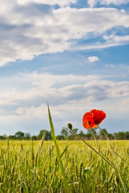 Poppies alanında