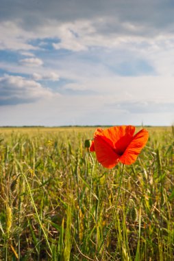 Poppies alanında