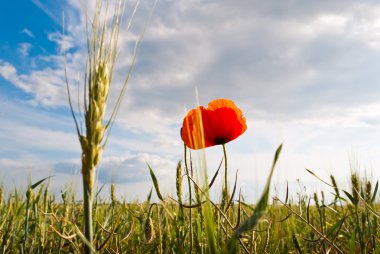 Poppies alanında