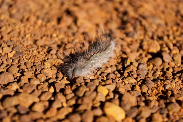 Australiska millipede crawler — Stockfoto