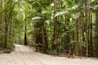 Orman kum, fraser Island, Avustralya