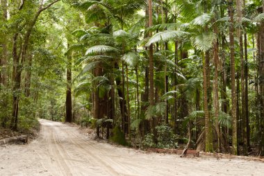 Forest on the sand, Fraser Island, Australia clipart