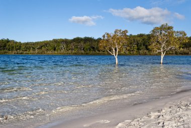 Göl mckenzie, fraser Island, Avustralya