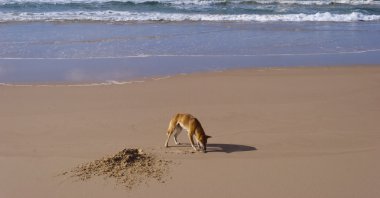 vahşi dingo, fraser Island, Avustralya