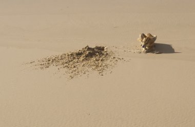 vahşi dingo, fraser Island, Avustralya