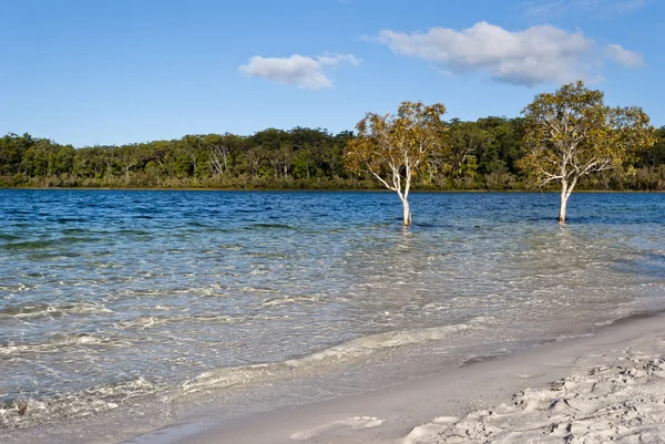 stock image Lake McKenzie, Fraser Island, Australia