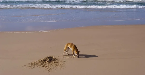 Wild dingo, Fraser Island, Australia — Stock Photo, Image