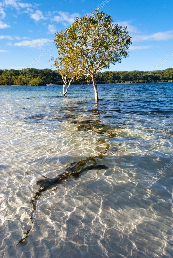 Lac Mckenzie île Fraser Australie Image Libre De Droit Par Ladiras