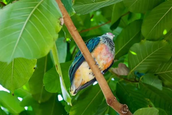 Colorful lorikeet on a tree — Stock Photo, Image