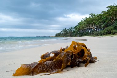 tropik cennet plaj (jervis bay, Avustralya)