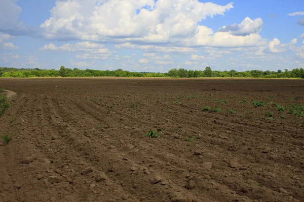 stock image Farming Rows seeds plalnted